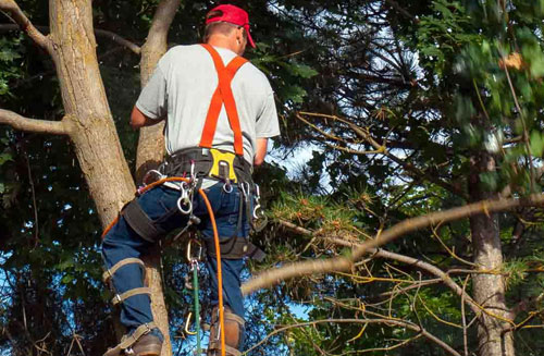 Les méthodes d'élagage