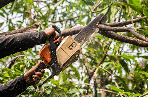 Quand élaguer vos arbres