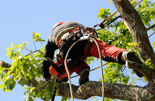 Prix d'un élagage d'arbre