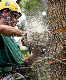 Entreprise abattage d'arbre