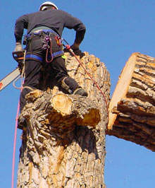 Professionnel abattage d'arbre