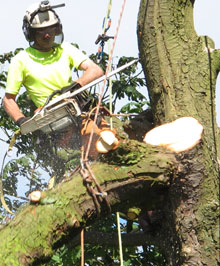 Spécialiste abattage d'arbre