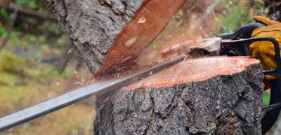 Entreprise d'abattage d'arbre