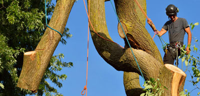 Entreprise d'élagage d'arbres