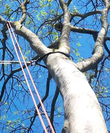 Entreprise d'haubanage et de consolidation d'arbes