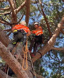 Professionnel de l'haubanage d'arbre