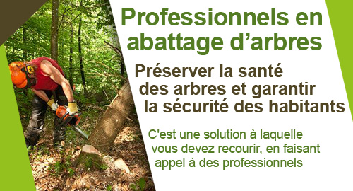 Professionnels abattage d'arbre