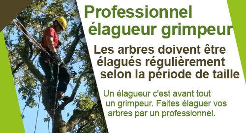 Elagage d'arbres par professionnel élagueur dans toute la France