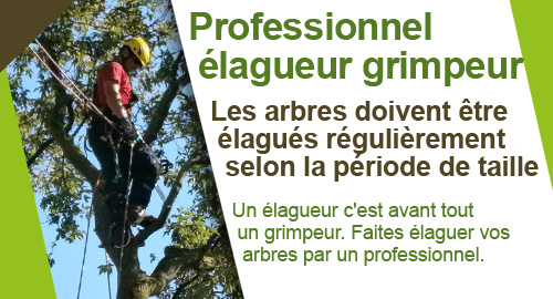 Professionnels élagueur grimpeur