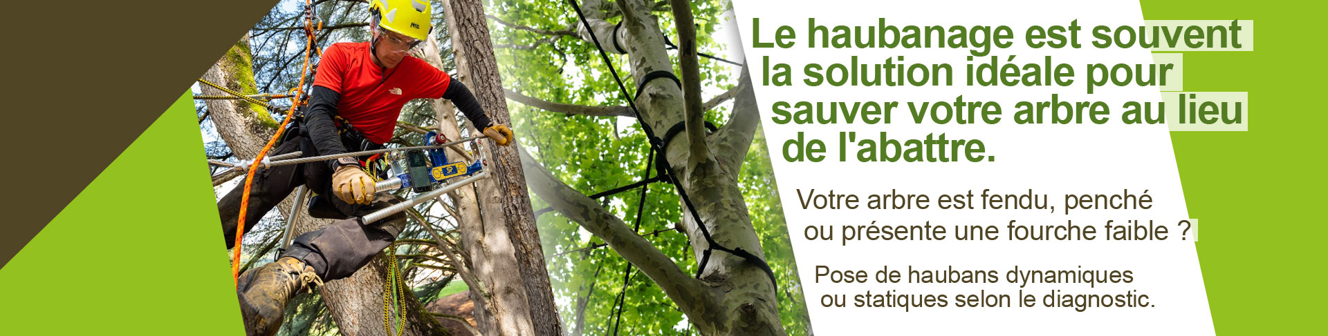 Haubanage arbre et consolidation partout en France