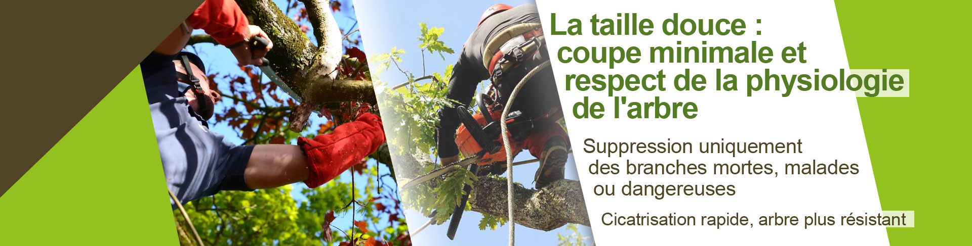 Élagage taille douce & raisonnée partout en France