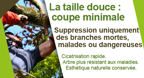 Élagage taille douce & raisonnée partout en France